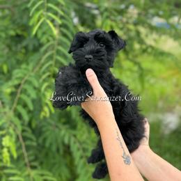 Miniature Schnauzer Puppies from Love Giver Schnauzers