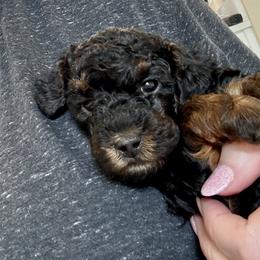 Poodle Puppies from Wanda Burton