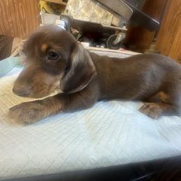 Winston - Chocolate and tan male Dachshund puppy in Sallisaw, Oklahoma from Wild West Dachshunds