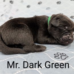Mr. Dark Green - Black male Labrador Retriever puppy in Lebanon, Pennsylvania from Robertson's Retrievers and Doodles