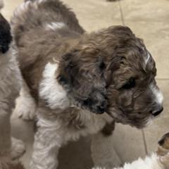 Shane - Merle-sable male Saint Berdoodle puppy in San Antonio, Texas from Mammoth Doodles