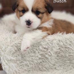 Butch Cassidy - Red male Pembroke Welsh Corgi puppy in Concrete, Washington from Wigglebutts American Corgis