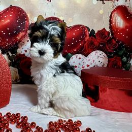 Sofia 3800 - Black tan and white female Biewer Terrier puppy in Nicholls, Georgia from Southeast Biewers