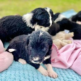Aussiedoodle and Bordoodle Puppies from Dood B Ranch Doodles