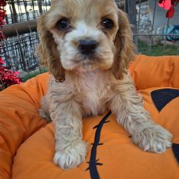 Buff girl 1 - Buff female Cocker Spaniel puppy in Kingman, Arizona from Amore’s Cockers