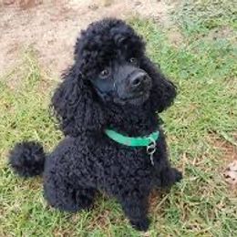 "mom Poppy" Poodle Puppies from Willow Lake Mini Pups