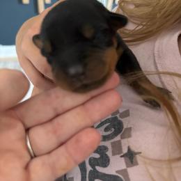 Cheese - Black and rust female Rottweiler puppy in Eagle Mountain, Utah from Woolley Darlings