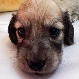 Gus Gus - Cream male Dachshund puppy in Ocala, Florida from Sugarbakers Kennel