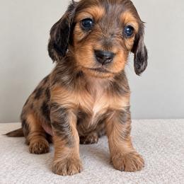 Brooks - Dapple male Dachshund puppy in Tucson, Arizona from Dachshund Family Co.