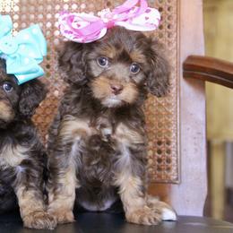 Bernedoodle and Cavapoo Puppies from Lawler’s Legacy Litters
