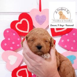 Denver - Apricot male Goldendoodle puppy in Lake Charles, Louisiana from Perfect Fit Poodles & Doodles