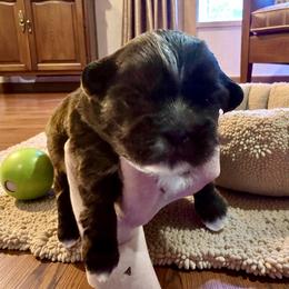 Liver boy - Chocolate male Shih Tzu puppy in Phillipsburg, New Jersey from Debilyn’s Shih Tzu’s
