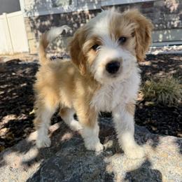 Sally - Red female Bernedoodle puppy in Springville, Utah from Oodles of Bernedoodles