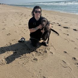 Labrador Retriever Puppies from Rose Gold Retrievers