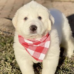 OFA health tested Red Girl - Great Pyrenees puppy from River's Bend Walnut Orchard