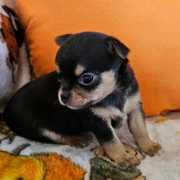 AKC Brandon in Maine 3000.00 - Black and tan male Chihuahua puppy in Newport, Maine from Pinewood Acres Chihuahuas