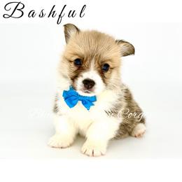 Bashful - Red male Pembroke Welsh Corgi puppy in Powhatan, Virginia from Blues In Bloom Corgis