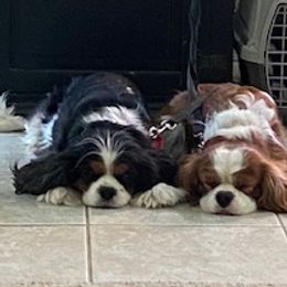 Storm - Cavalier King Charles Spaniel