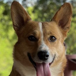 Honey - Pembroke Welsh Corgi