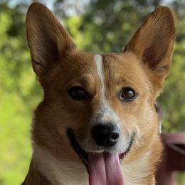 Honey - Pembroke Welsh Corgi