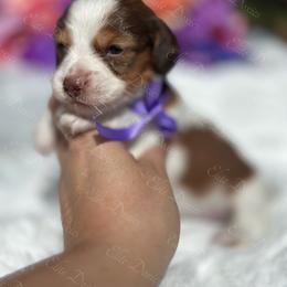 Beau - Piebald male Dachshund puppy in Lakeland, Florida from Elite Doxies Florida