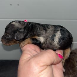Girl 1 - Red phantom female Aussiedoodle puppy in Calimesa, California from Teakwoodpoodleofsocal