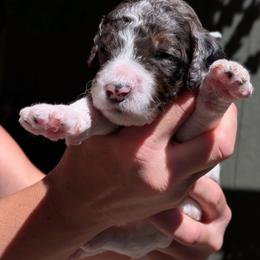 Teal Collar - Parti female Goldendoodle puppy in Olympia, Washington from Sinclairdoodles