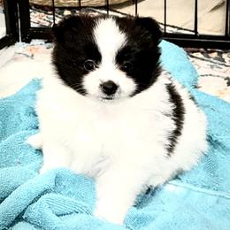 Pomeranian Puppies from ThePomPack