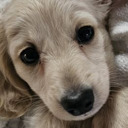 Dachshunds from Pampered in Paradise miniature dachshunds