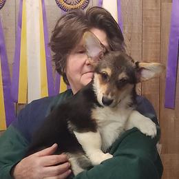 Alexander - Black and tan male Pembroke Welsh Corgi puppy in Dunbar, Nebraska from Vintage Corgis