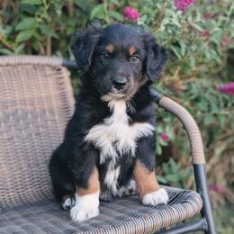 Boy 1 - Black tri-color male Australian Shepherd puppy in Yakima, Washington from Naches Heights Ranch