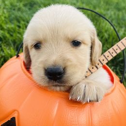 Cinnamon - Golden female Golden Retriever puppy in Blackfoot, Idaho from Ivy’s Goldens