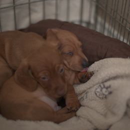 Dachshund Puppies from Dream Dachshunds