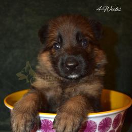 Periwinkle Collar - Sable male German Shepherd puppy in Orlando, Florida from AceHaven Canines