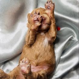 Baby Red - Apricot male Goldendoodle puppy in Orlando, Florida from Walk by Faith Doodles