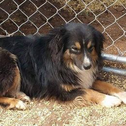 Bussey  - Miniature American Shepherd