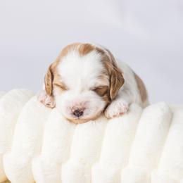 Cavapoo Puppies from North Ranch Doodles