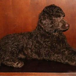 Poodle Puppies from RK'S Pets