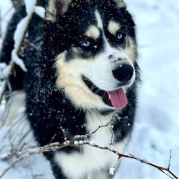 Siberian Husky Puppies from Xk siberians