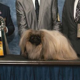 Fernando - Pekingese