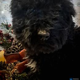 Belle - Black female Double Doodle puppy in Cocolalla, Idaho from Kelley's Goldens Poodles and Doodles
