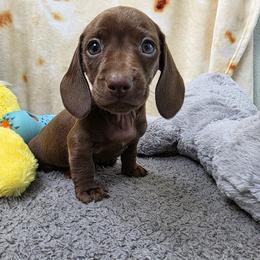 Shai - Chocolate male Dachshund puppy in Dade City, Florida from Kingpindoxies