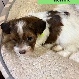 Kermit - Gold sable male Havanese puppy in Provo, Utah from New Canyon Havanese & Coton Puppies