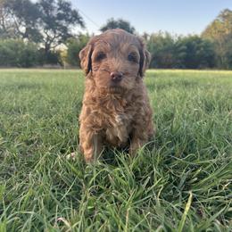 Liberty from our America's Birthday litter - Caramel female Labradoodle puppy in Manchaca, Texas from Heartrock Labradoodles