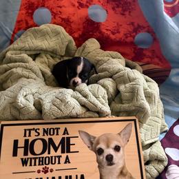 Girl 1 - Black and white female Chihuahua puppy in Scranton, Pennsylvania from Grammy Farm