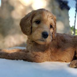 Rusty, goldendoodle F1b - Apricot male Goldendoodle puppy in Dickson, Tennessee from Rowan's Rascals
