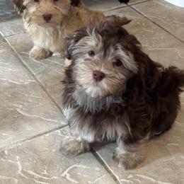 Boy 4 - Chocolate male Havanese puppy in East Lansing, Michigan from VanCort's Happy Havanese