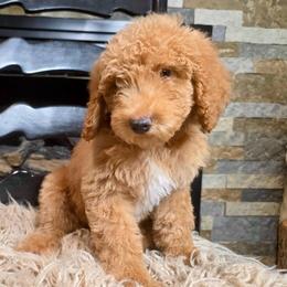 Bruno - Red male Bernedoodle puppy in Tyner, Kentucky from Good Dog Doodles