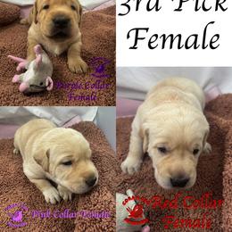 Third Pick Yellow Female - Yellow female Labrador Retriever puppy in Greater Houston Area, Texas from Coram Deo Retrievers