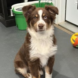 Sky - Red tri female Miniature Australian Shepherd puppy in Covington, Pennsylvania from Rigas Mini Aussies LLC
